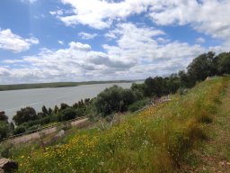 Flora del Cerro Masatrigo